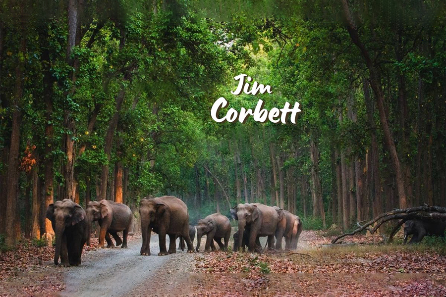 Jim Corbett Nainital Bhimtal